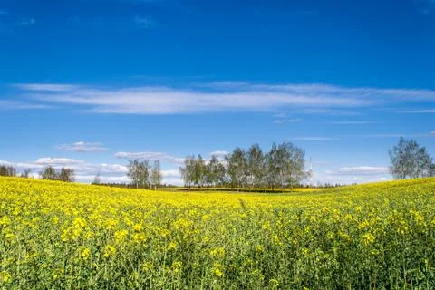 Rape field with the trees in the middle Stock Photos