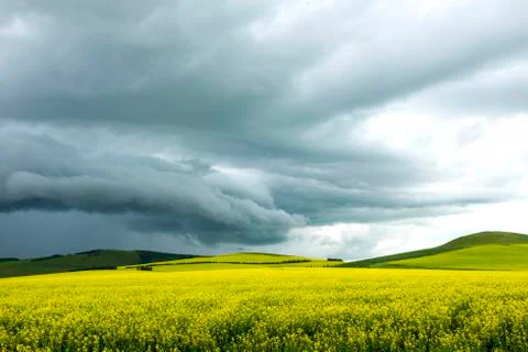 Rape field under black clouds before rainstorm Stock Photos