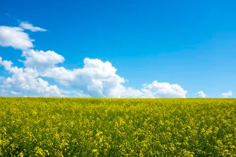 Rape field under blue sky with white clouds Stock Photos
