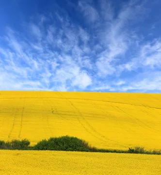 Rape field under nice sky Fotos de archivo