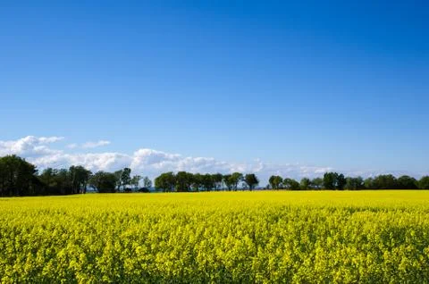Rape field view Stock Photos