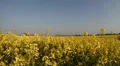 Rape Field in the wind HD Footage