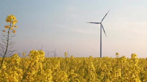 Rape Field with Wind Turbines - Regenerative Energy Stock Footage 40071265