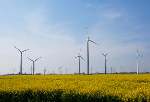 Rape field with windmills Photos