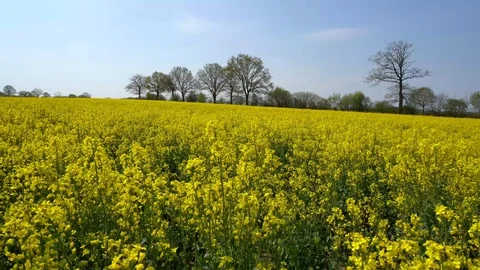 Rape Field with yellow Blossoms in Spring Stock Footage 129269472