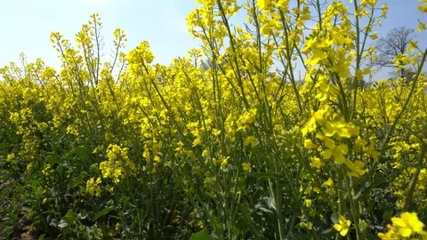 Rape Field with yellow Blossoms in Spring Stock Footage 129894510