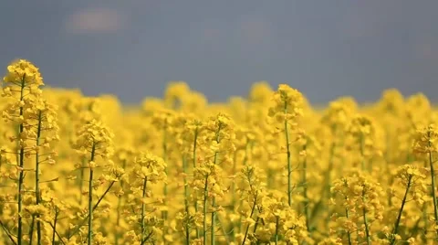 Rape Field Yellow Flowers Stock Footage