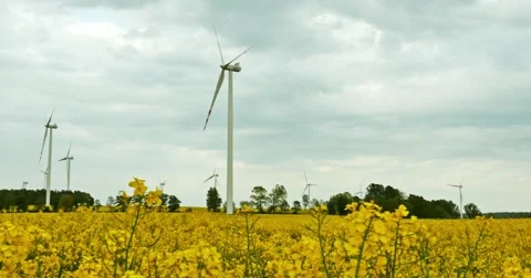 Rape Field Zoom 4k Stock Footage 51163578