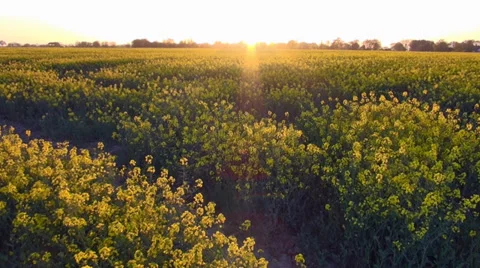 Rape fields 1 Stock Footage 37226023