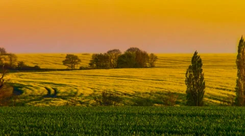 Rape Fields 3 Stock Footage 37226065