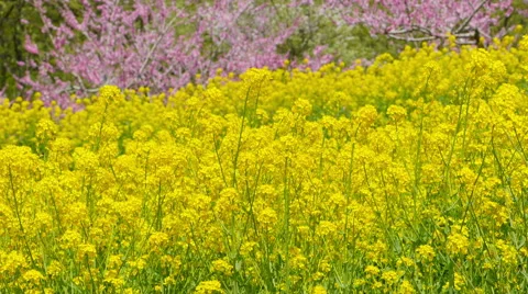 Rape fields and peach flowers 動画素材 49698730