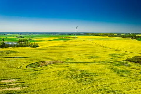 Rape fields and wind turbine. Agriculture and alternative energy, Poland. Stock Photos