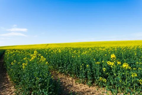 Rape fields in bloom Stock Photos