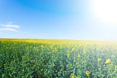 Rape fields in bloom Stock Photos