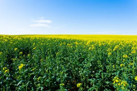 Rape fields in bloom Stock Photos