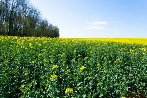 Rape fields in bloom Stock Photos