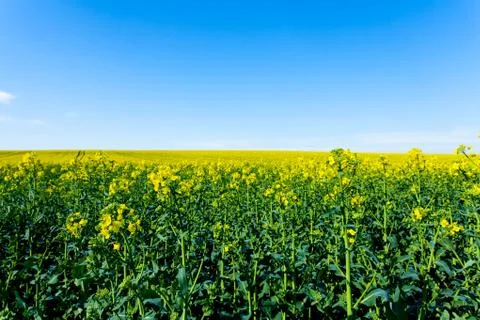 Rape fields in bloom Stock Photos