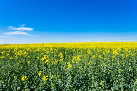 Rape fields in bloom Stock Photos