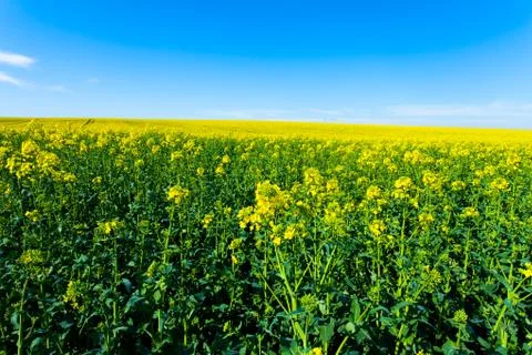 Rape fields in bloom Stock Photos