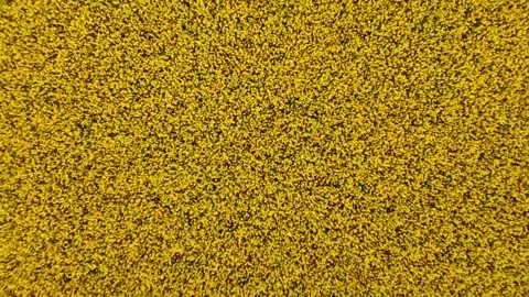 Rape fields in the countryside Stock Footage 243682035