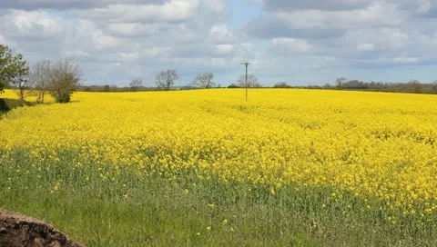 Rape fields Video stock 11074578
