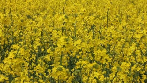 Rape fields Stock-Footage 11132581