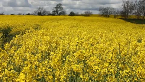 Rape fields Video stock 11132667