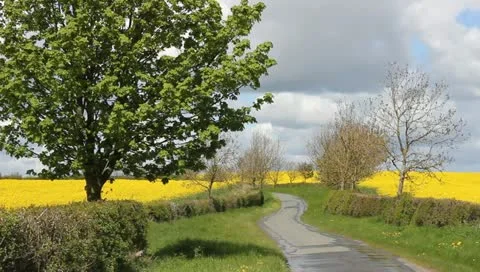Rape fields Video stock 11132694