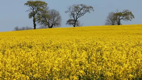 Rape fields Video stock 11132695