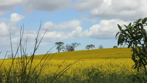 Rape fields Video stock 11132715
