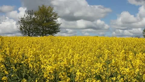 Rape fields Video stock 11132764