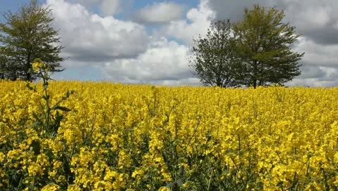 Rape fields Video stock 11132778