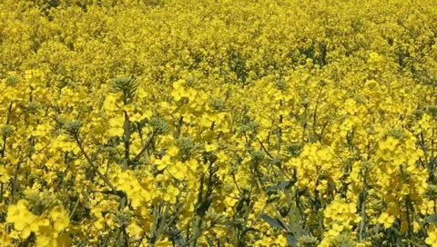 Rape fields Video stock 11132834