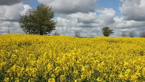 Rape fields Video stock 11132861