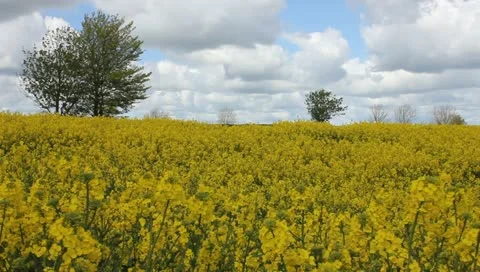 Rape fields Video stock 11132877
