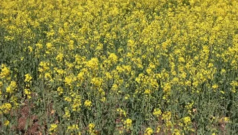 Rape fields Video stock 11132895