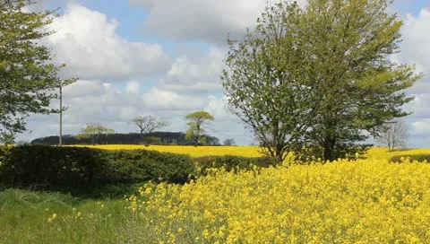 Rape fields Video stock 11132905