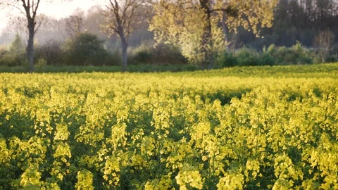 Rape fields. Golden hour, sunset. Brassica napus Stock Footage 107054394