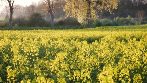Rape fields. Golden hour, sunset. Brassica napus Stock Footage 107054571