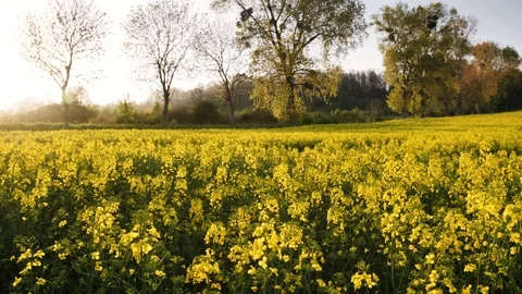 Rape fields. Golden hour, sunset. Brassica napus Stock Footage 107055247