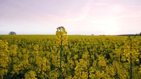 Rape fields. Golden hour, sunset. Brassica napus Stock Footage 107055908