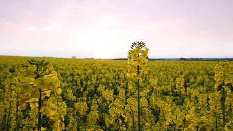 Rape fields. Golden hour, sunset. Brassica napus Stock Footage 107057111