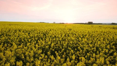Rape fields. Golden hour, sunset. Brassica napus Stock Footage 107057246