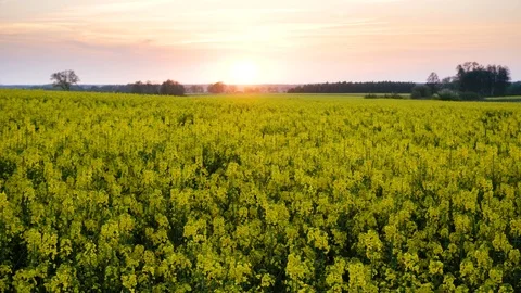 Rape fields. Golden hour, sunset. Brassica napus Stock Footage 107058148