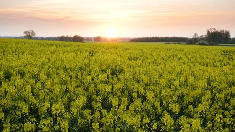 Rape fields. Golden hour, sunset. Brassica napus Stock Footage 107058418