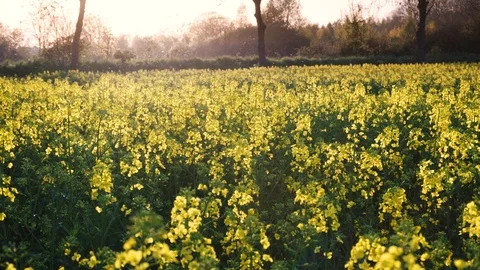 Rape fields. Golden hour, sunset. Brassica napus Stock Footage 107059682
