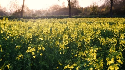 Rape fields. Golden hour, sunset. Brassica napus Stock Footage 107059889
