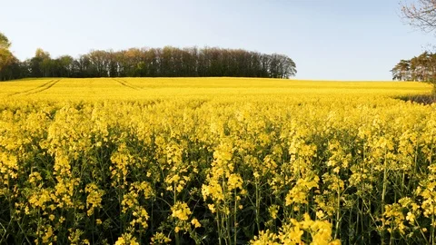 Rape fields. Golden hour, sunset. Brassica napus Stock Footage 107060988