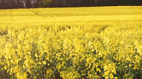 Rape fields. Golden hour, sunset. Brassica napus Stock Footage 107061186