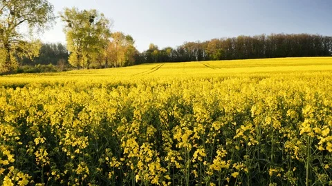 Rape fields. Golden hour, sunset. Brassica napus Stock Footage 107061985